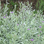 Hilliardiella natalensis